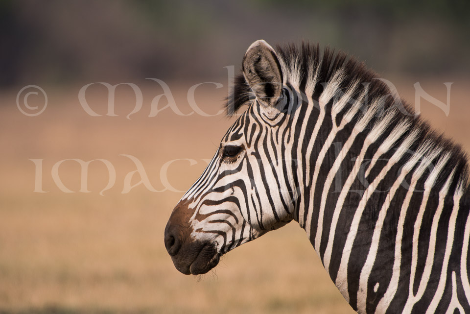 Zebra portrait