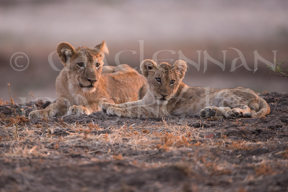 Lion cubs 3